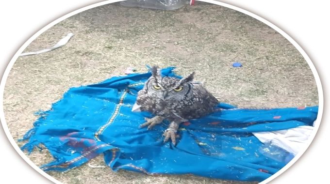 FLYING JUJU!. . . Businessman’s ‘voodoo owl’ attacks  prophet during healing session