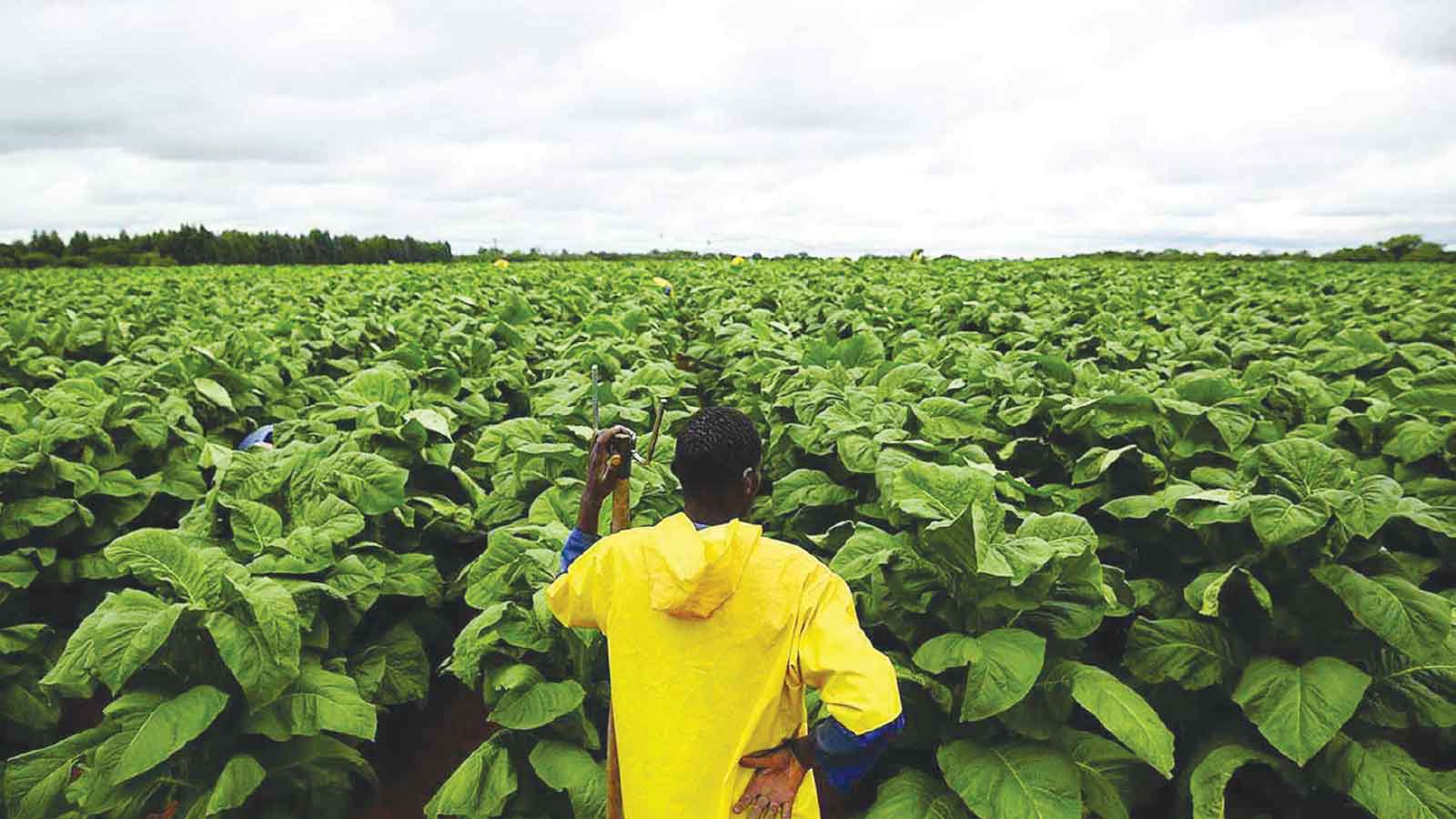 Tobacco boom reshapes Mat South farming landscape