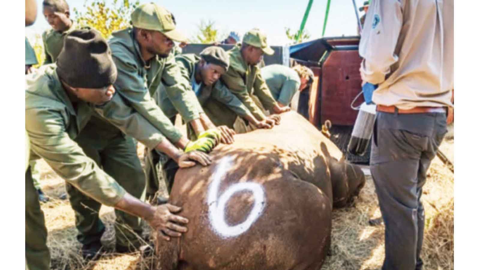 Black rhinos return to Matusadona after 30 years