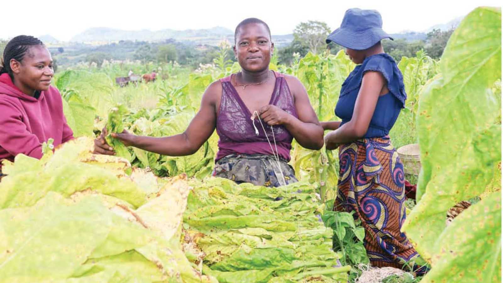 Climate-smart varieties anchor tobacco’s future