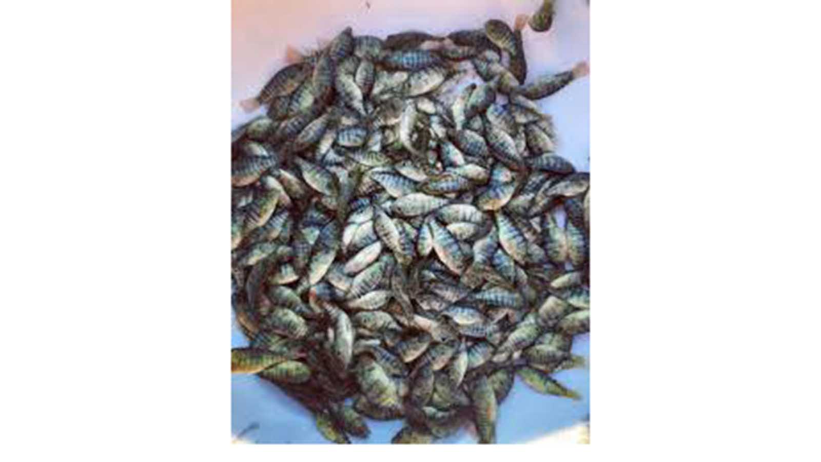 Zimbabwe nears 25 million fingerling mark as aquaculture sector expands