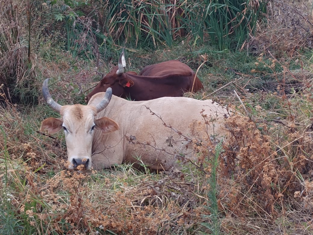 Four cattle slaughtered, two maimed in suspected rustling raid