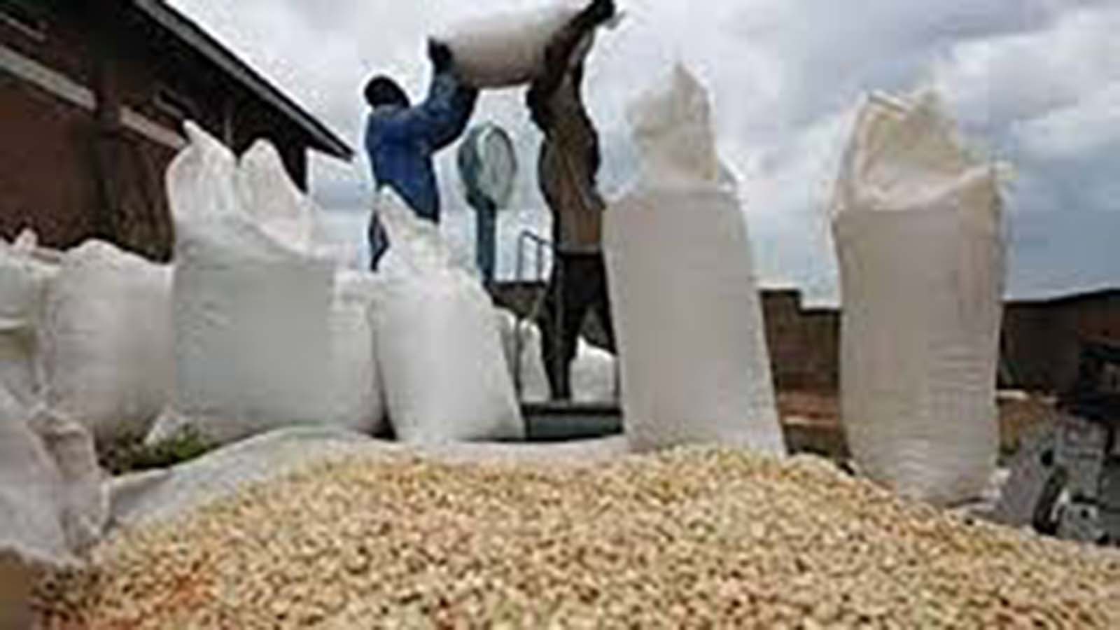 Maize import bill shrinks by 33pc as marketing peaks