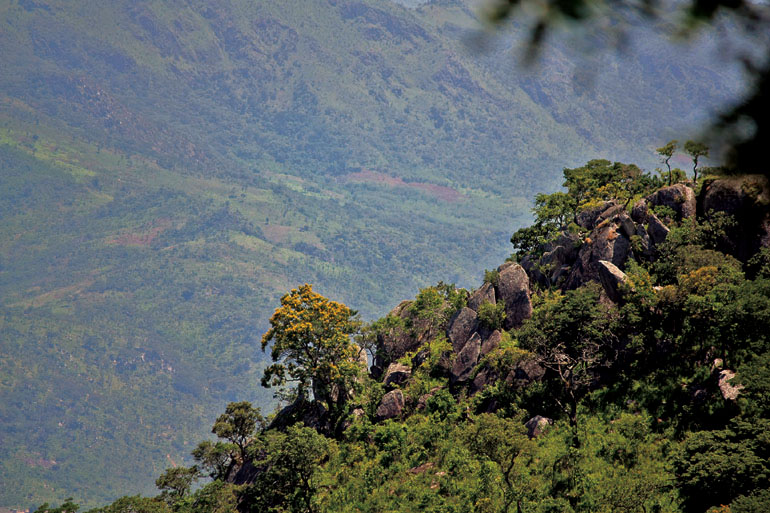 Mount Rudd: Where the clouds kiss the forest