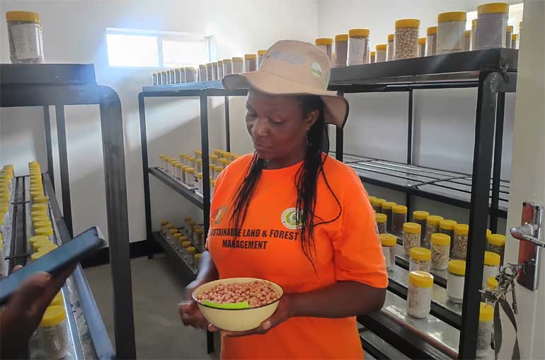 Mrs Muswehaurari shows groundnuts stored in the seed bank