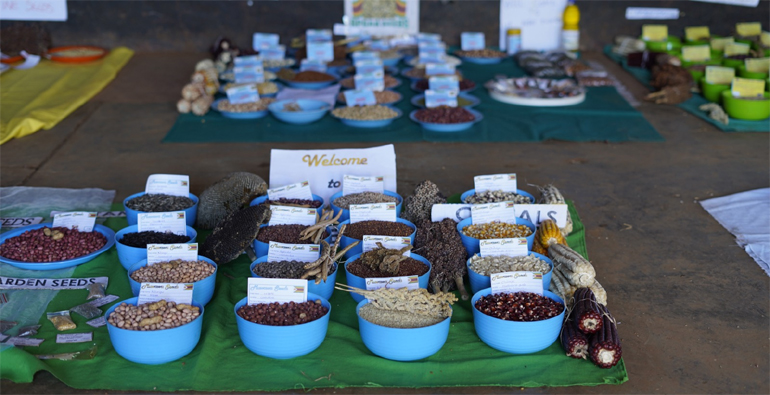 Some of the seeds on display