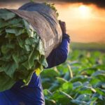 The golden leaf, once a communal bonfire, has become a single candle farmer’s shield from the wind