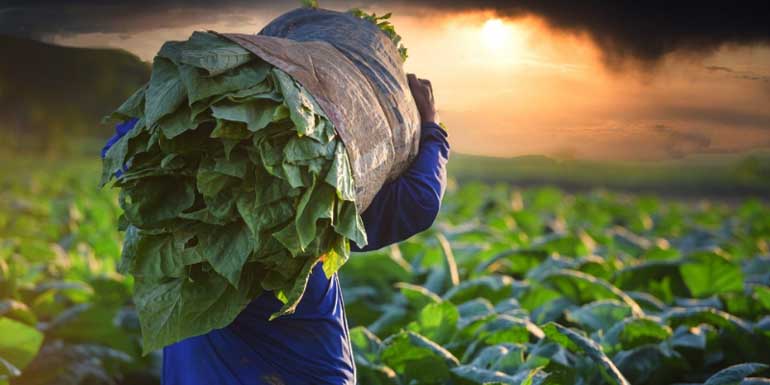 The golden leaf, once a communal bonfire, has become a single candle farmer’s shield from the wind