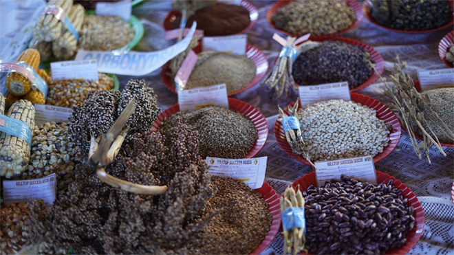 The seeds on display