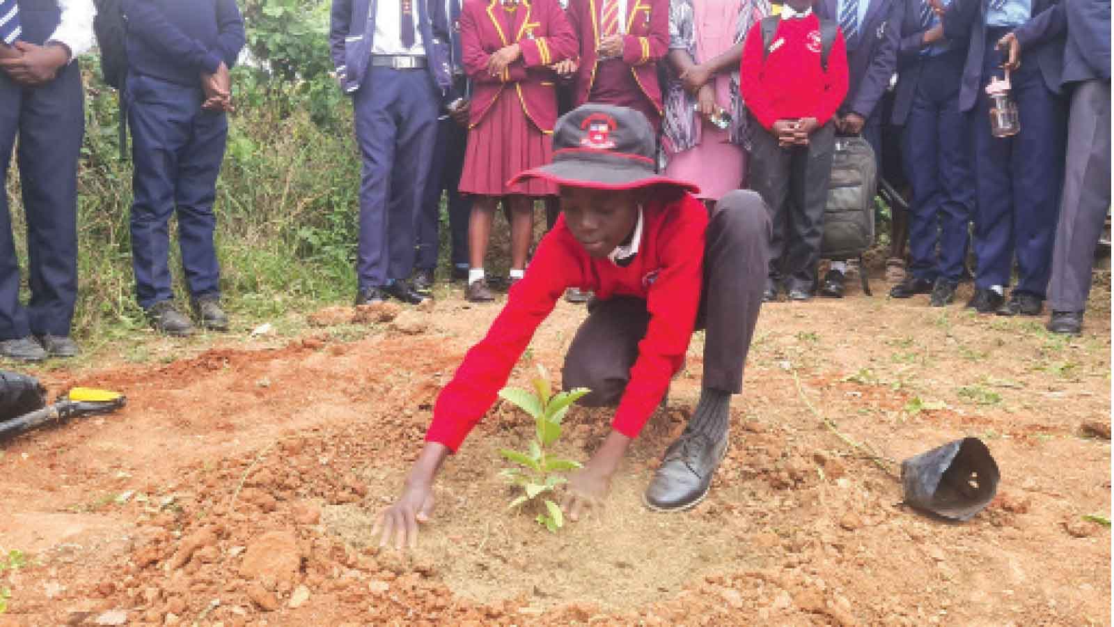 Plant trees, protect the future