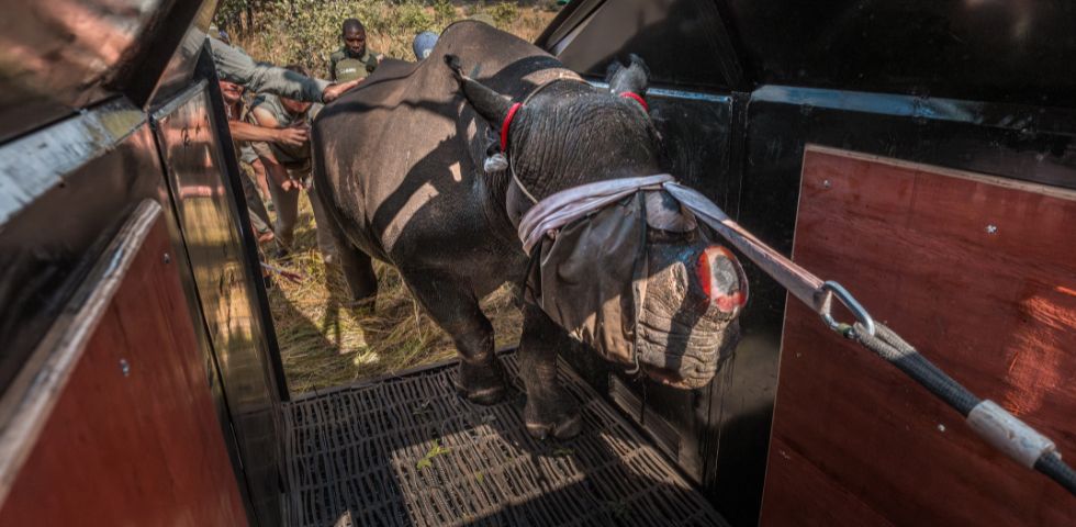 ZimParks celebrates historic translocation of black rhinos to the shores of Lake Kariba