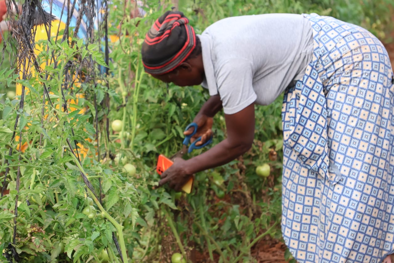 FAO digital farming programme reaches over 1 000 farmers in Mhondoro-Ngezi