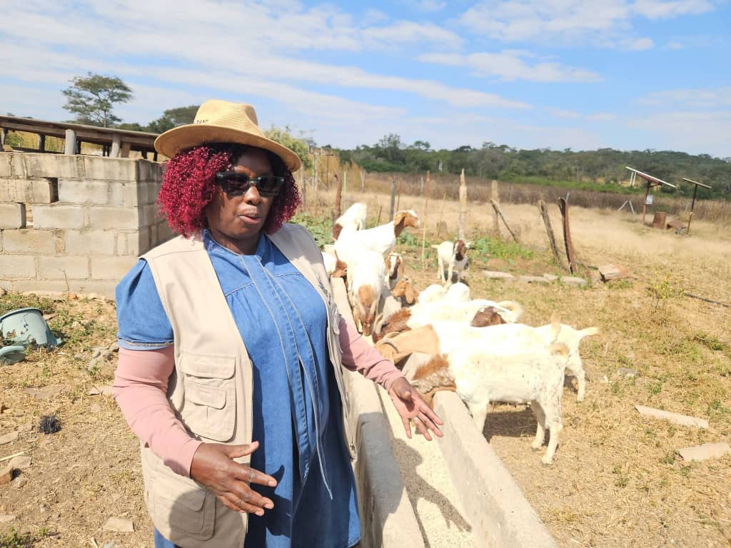 Boer goats thrive in Masvingo’s dry climate, boost farmer incomes