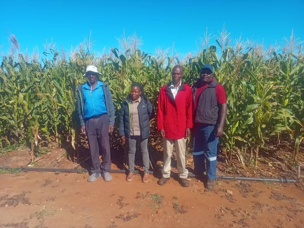 Sibambene VBU records success as green mealies reach the market