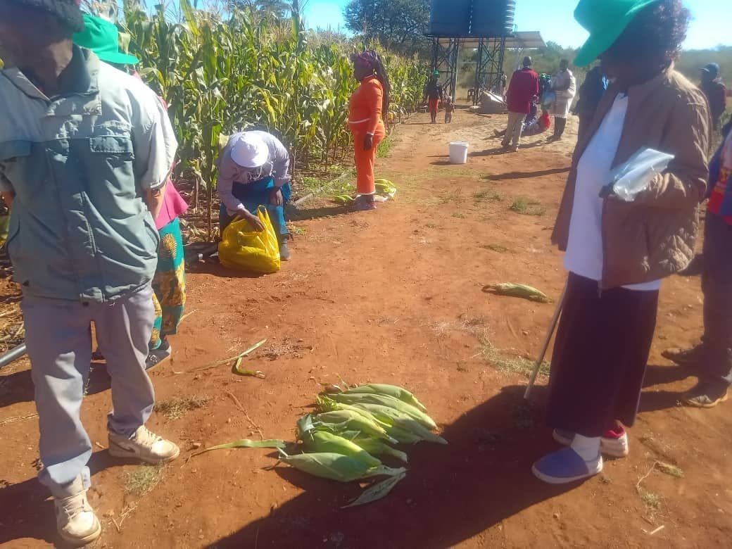 Sibambene Village in Ward 15, Pollards, has begun harvesting and marketing green mealies from its community garden