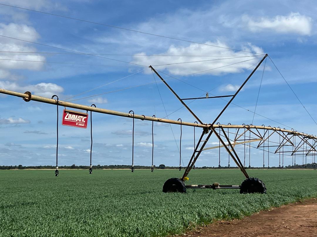 Matabeleland South exceeds winter wheat target as output continues upward trend