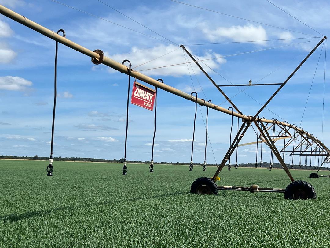Matabeleland South exceeds winter wheat planting target