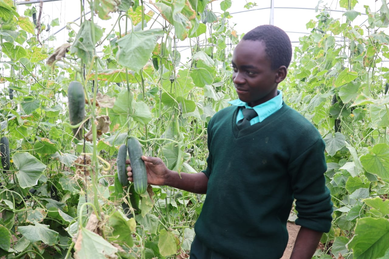 Mutumba Primary School greenhouse generates US$2 500 per cycle for vulnerable learners