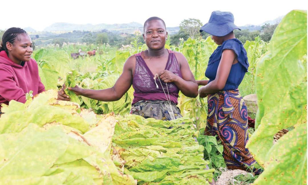 Climate-smart varieties anchor tobacco’s future