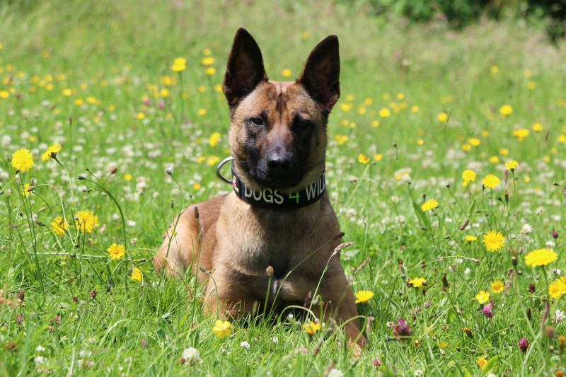 Specialist dogs deployed for Zim’s anti-poaching drive