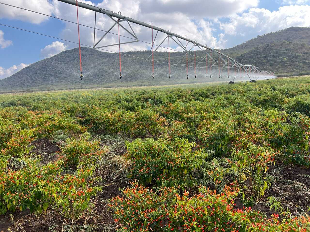 Minister Masuka commissions Wanezi Dam, irrigation scheme in major boost for Insiza