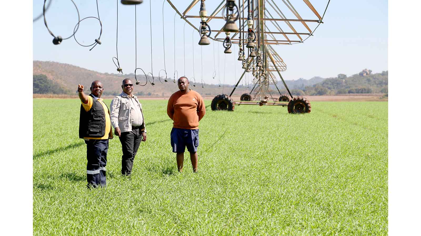 Farmers surpass wheat planting record