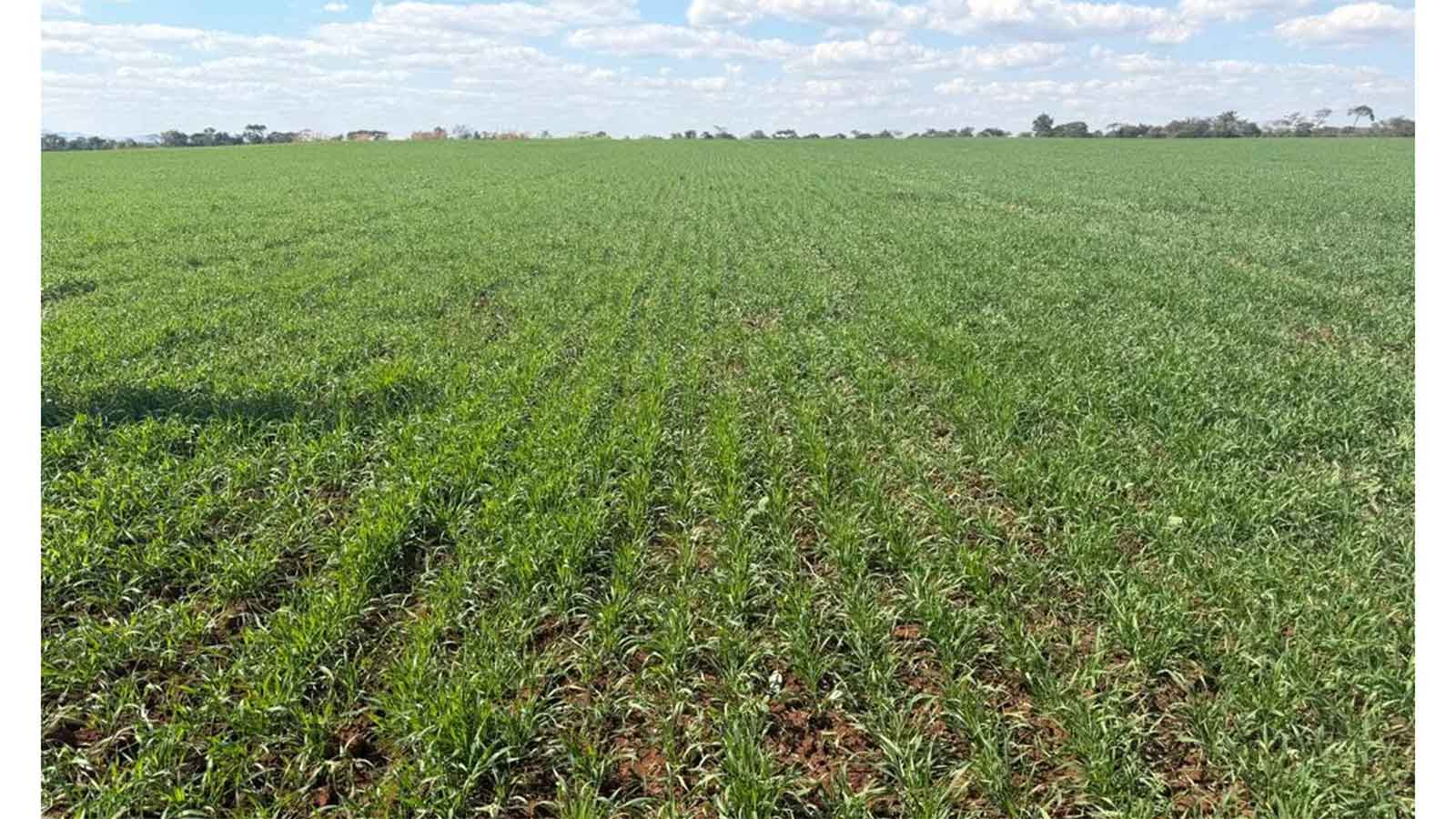Winter wheat planting hits 105 000ha