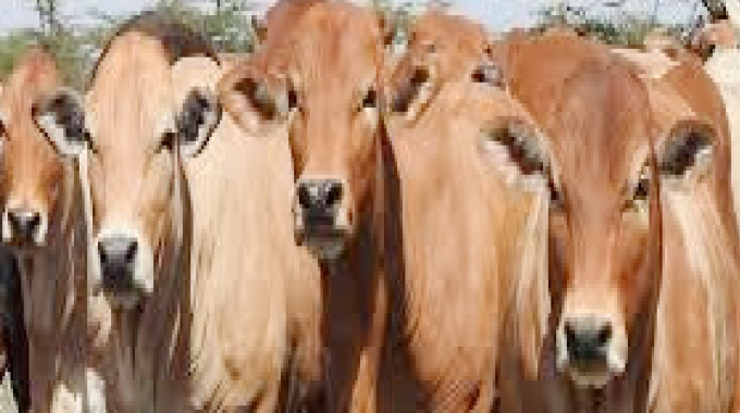 Vic Falls indaba charts path  to FMD-free Southern Africa