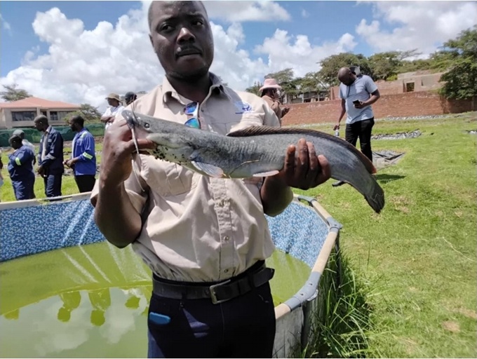 Catfish production more than doubles as aquaculture surges