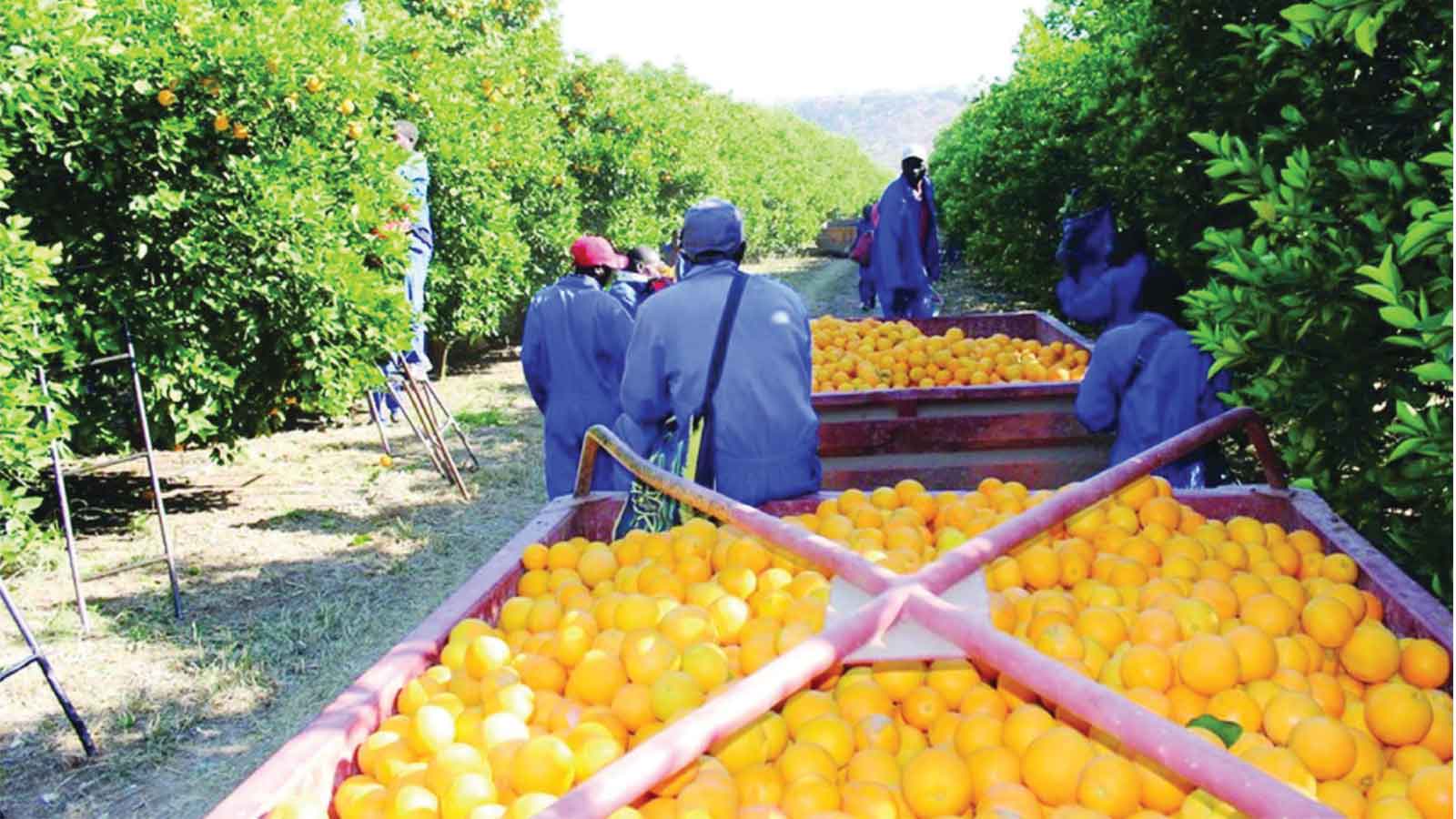Citrus product exports rise 69 percent