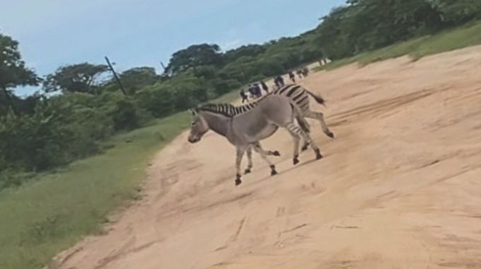 Unlikely bond: How a zebra and donkey in Bulilima created a rare ‘zonkey’