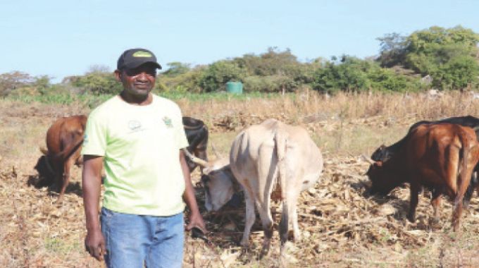 From cattle trails to TikTok sales: Smartphones transform livestock trade in rural Zimbabwe