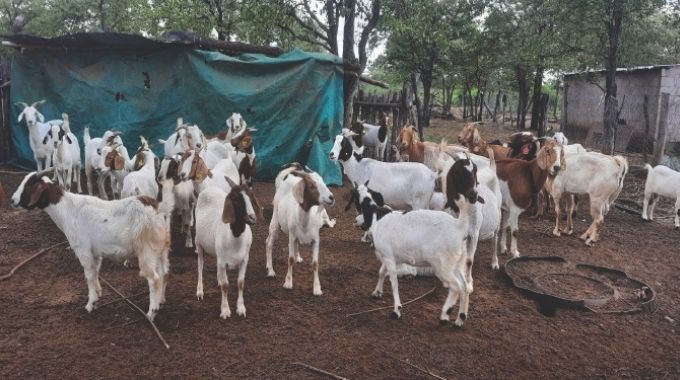 Beitbridge farmers turn goat rearing into profitable business