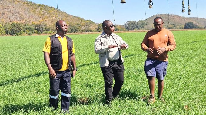 Ilizwe lihlanyela i-125 000 hectares zengqoloyi