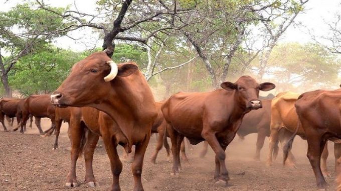 ZITF cattle auctions resume after 8 years