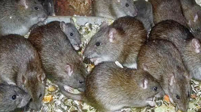 BCC loses rodent fight . . . hit by chemicals, manpower shortage