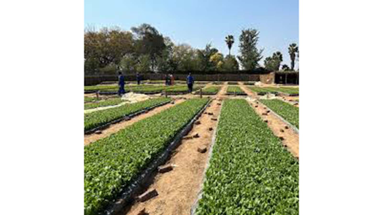 Tobacco seedbed preps underway as Govt engages buyers