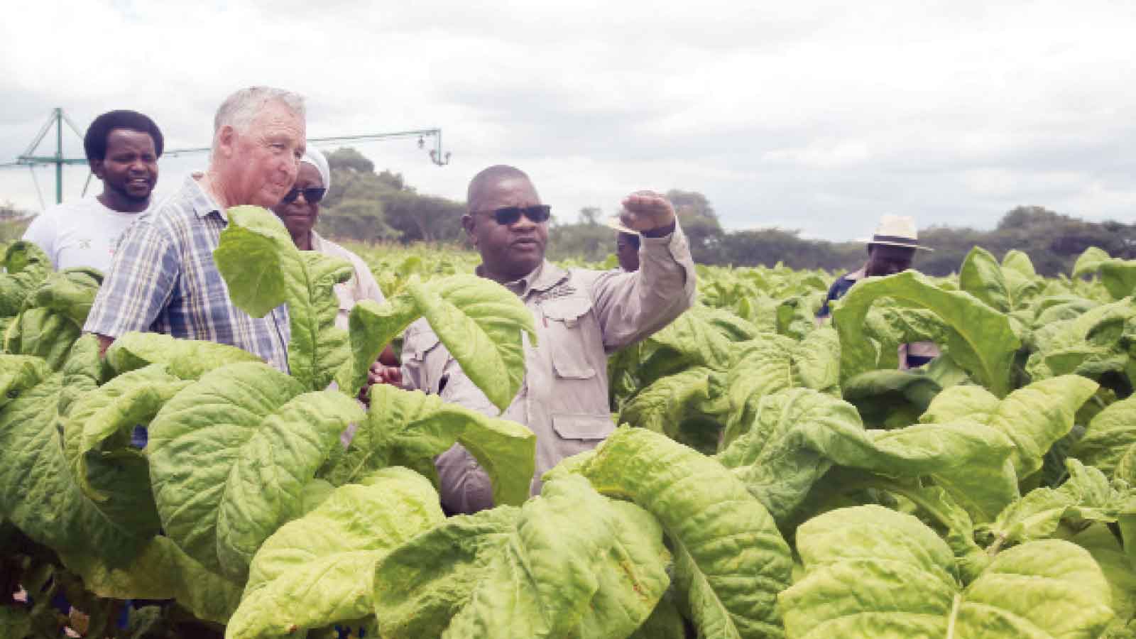 Zim on course to shatter tobacco production record