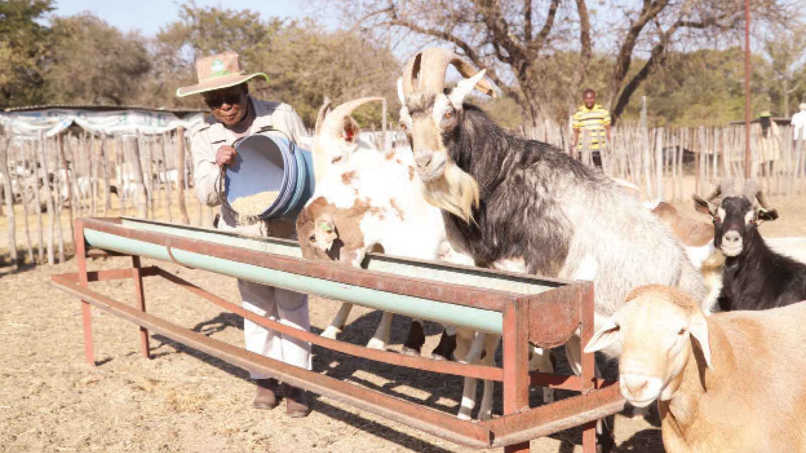 Ndhlukula racing ahead of climate change