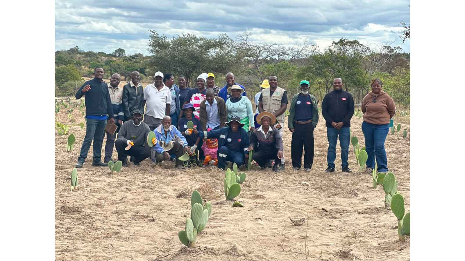 Research-backed cactus fodder project boosts climate resilience for Mudzi women dairy farmers