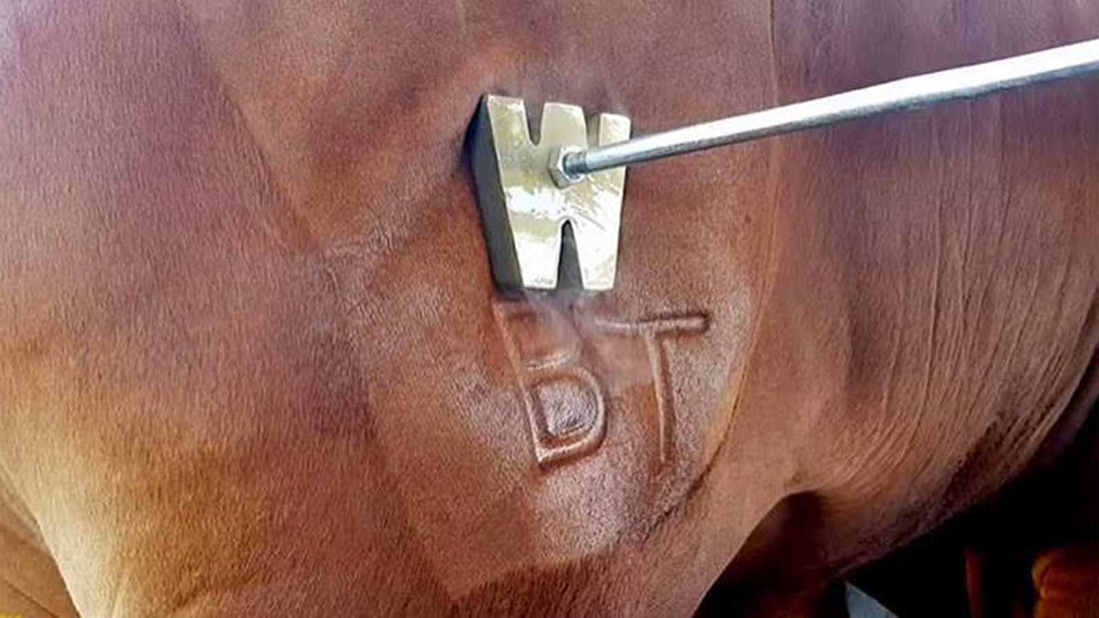 Matabeleland provinces make progress in national cattle branding programme