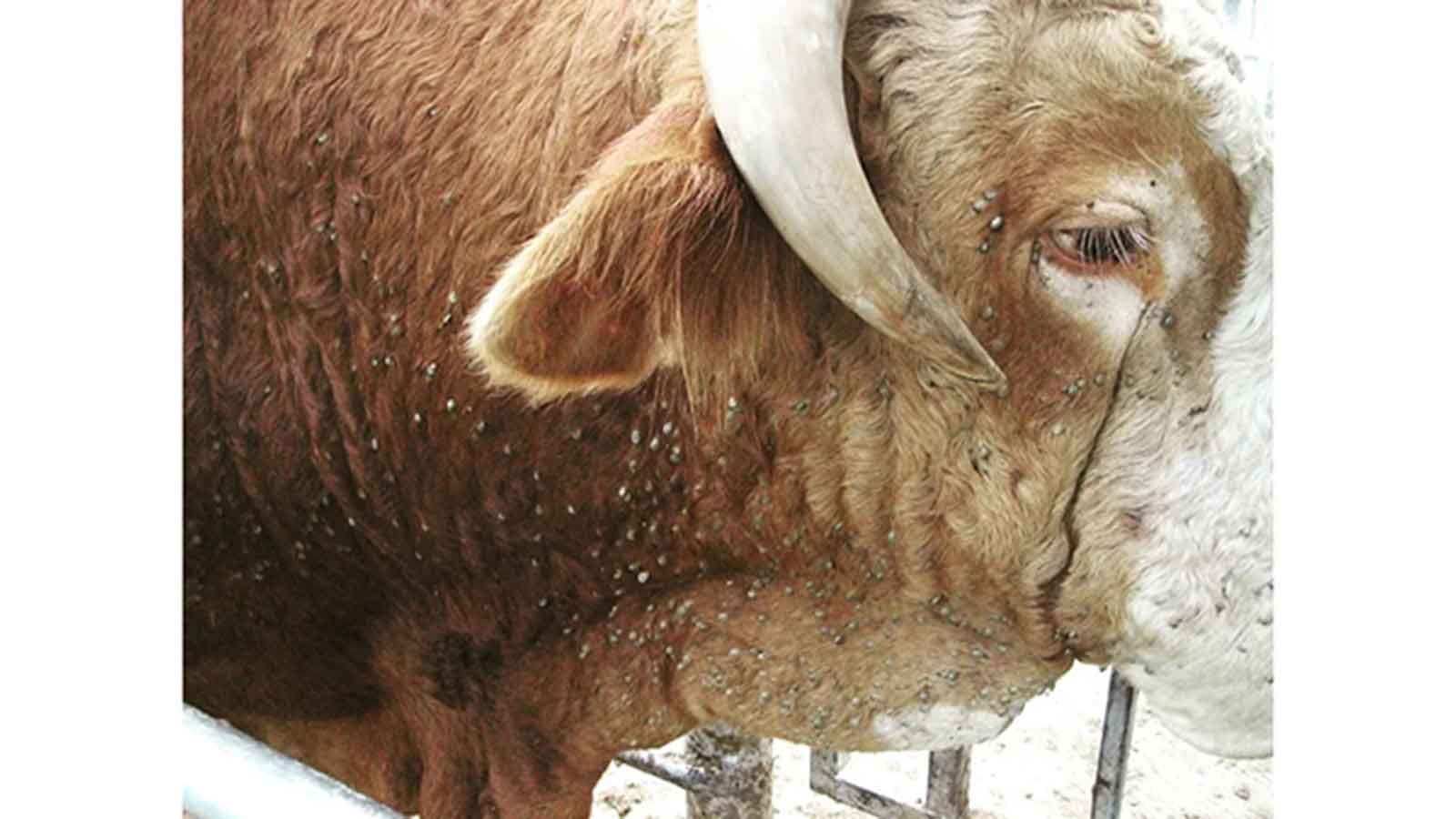 Livestock farmers as January Disease spreads