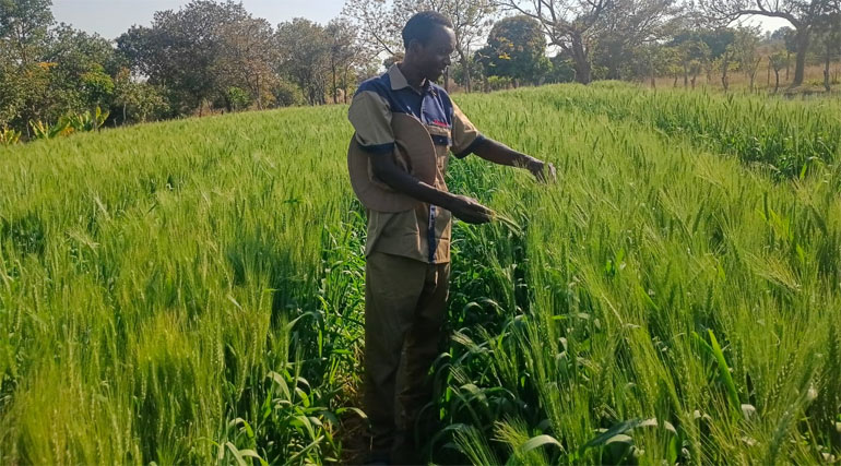 Mr Sunrise Dhliwayo inspects his thriving wheat