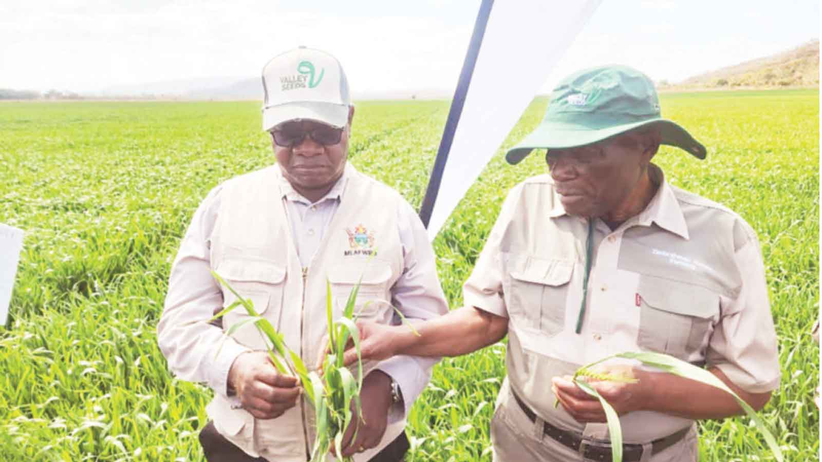 Govt steps in to cushion farmers from El Niño
