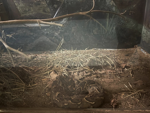 More than venom: The cultural, ecological story of snakes