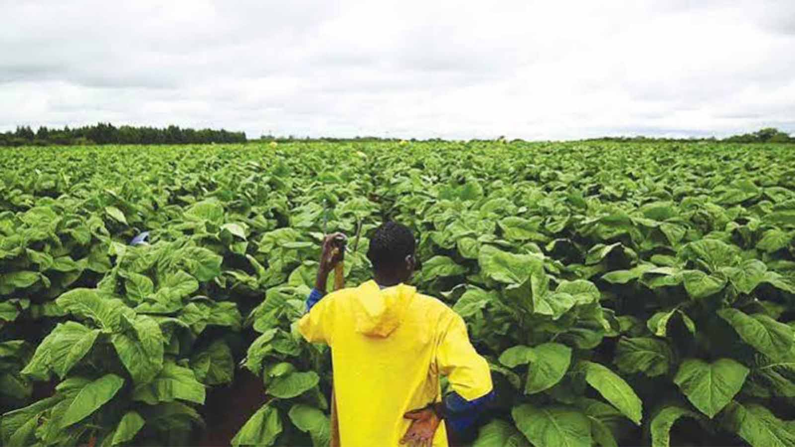 Zimbabwe records highest-ever tobacco harvest of 355 million kilogrammes, nearing 2030 goal