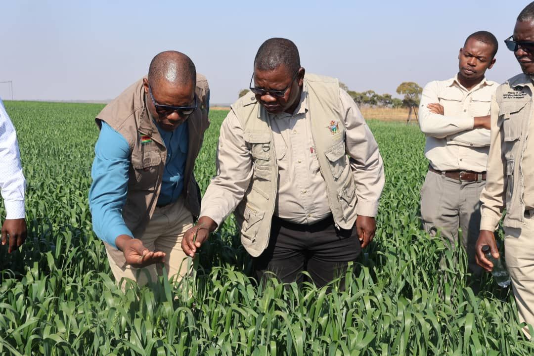 From liberation to agricultural revolution! Why Zimbabwe’s diaspora  is coming home to farm