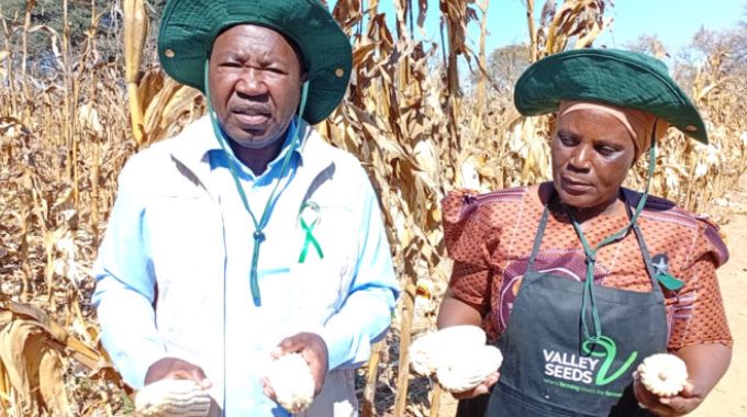 Climate-smart farming powers country’s food security