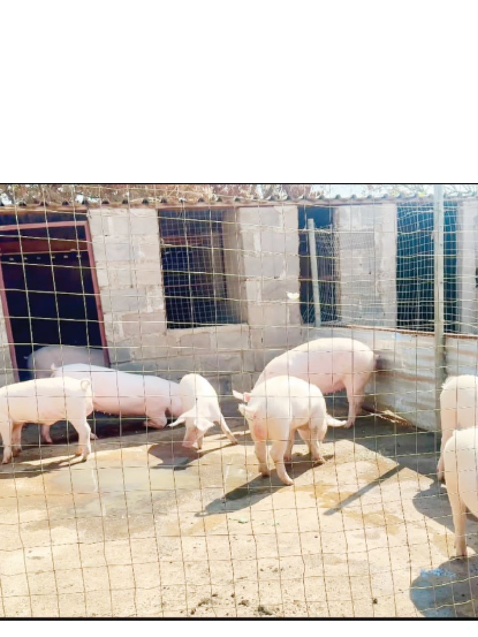 Presidential piggery project empowers Bubi youths