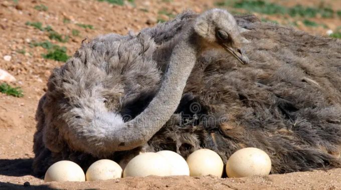 Ritual claims: 4 busted with ostrich eggs worth US$10k